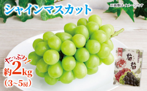 シャインマスカット 約 2kg