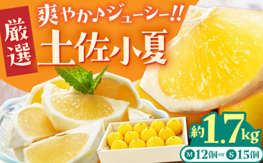 旬を先取り！爽やかな酸味のジューシーな土佐小夏