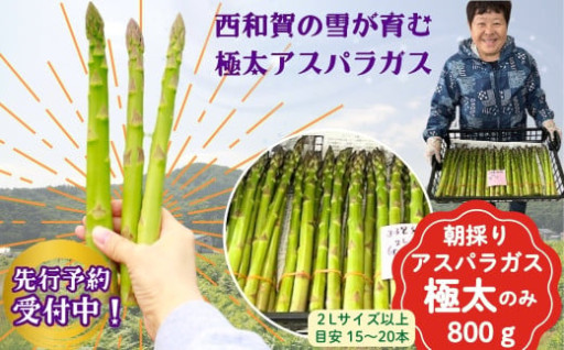 【先行予約開始】太くて、あま〜い「極太アスパラガス」
