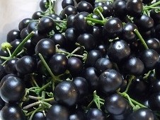 実は野菜のガーデンハックルベリー