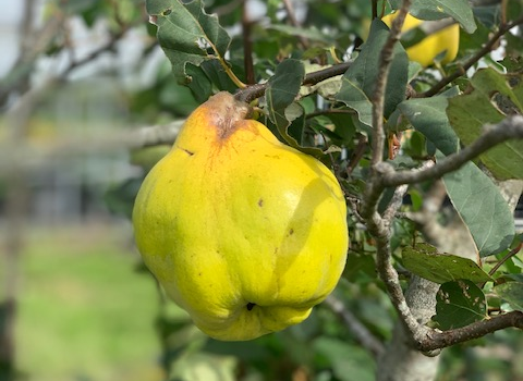 カリンに似たまるめろ 芳醇な香り