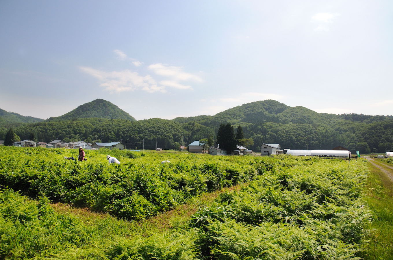 やまに農産の観光わらび園。毎年5月中旬~6月下旬頃に開園しています。