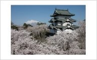 5.日本一の「さくら」応援コース