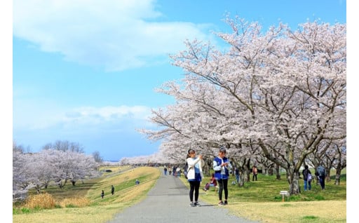 3. 桜のまちづくり